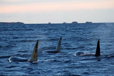 Baleines, aurores boréales à bord d'un voilier