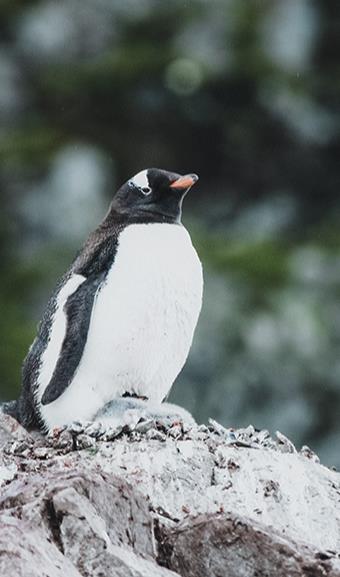 Antarctique &copy; Luke_Gram_Stocksy