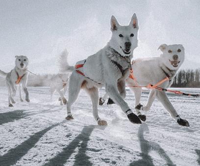 Raid en traîneau vers la chute Blanche © © Joel Forsman / Stocksy
