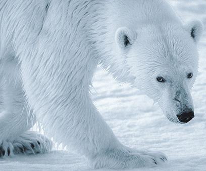 A la rencontre de l'ours blanc &copy; ©?Vicki Jauron / Babylon and Beyond Photography / Getty Images