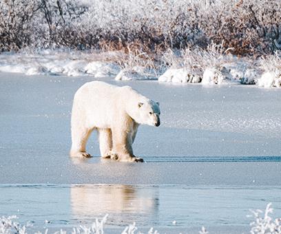 Observation des ours polaires à Churchill &copy; Daybreak Imagery / Alamy / Hemis