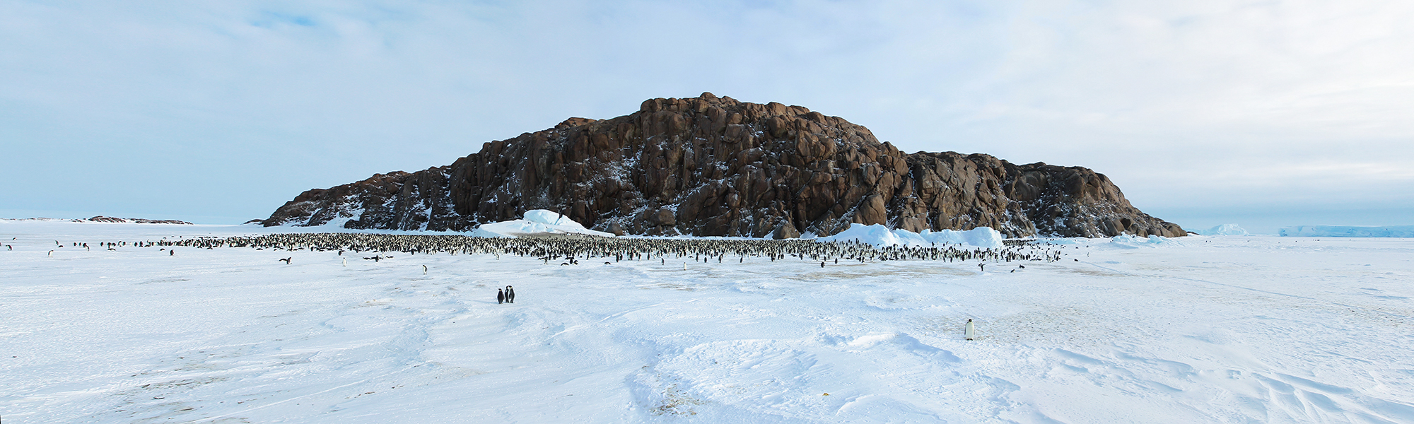 Observation animalière Antarctique © Sergey / Adobe Stock