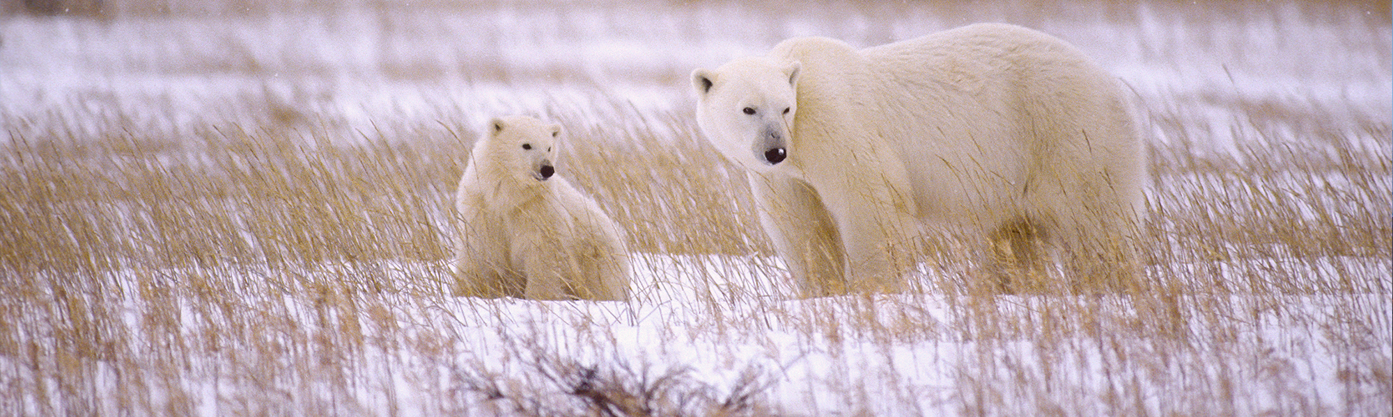 Photographie Manitoba & baie d'Hudson © John Pitcher - iStock