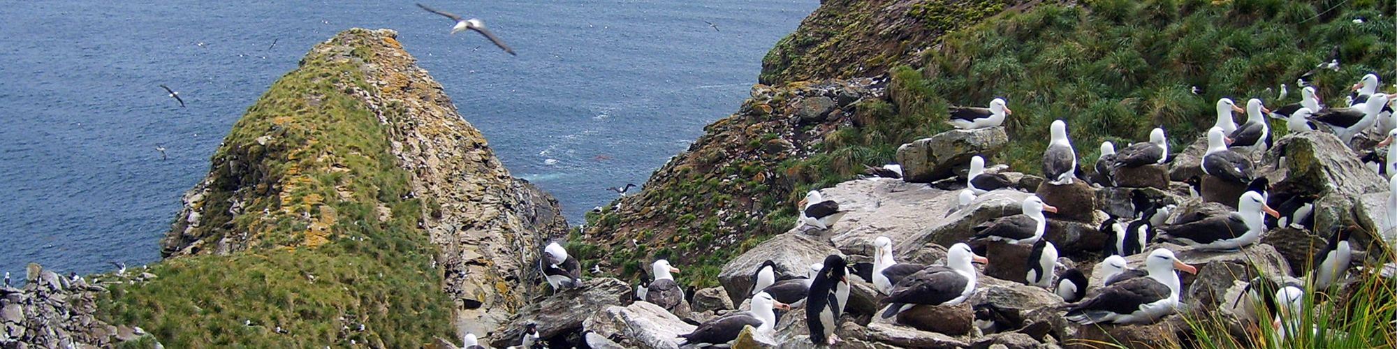 Croisière et voyage aux Iles Malouines © Marie Foucard