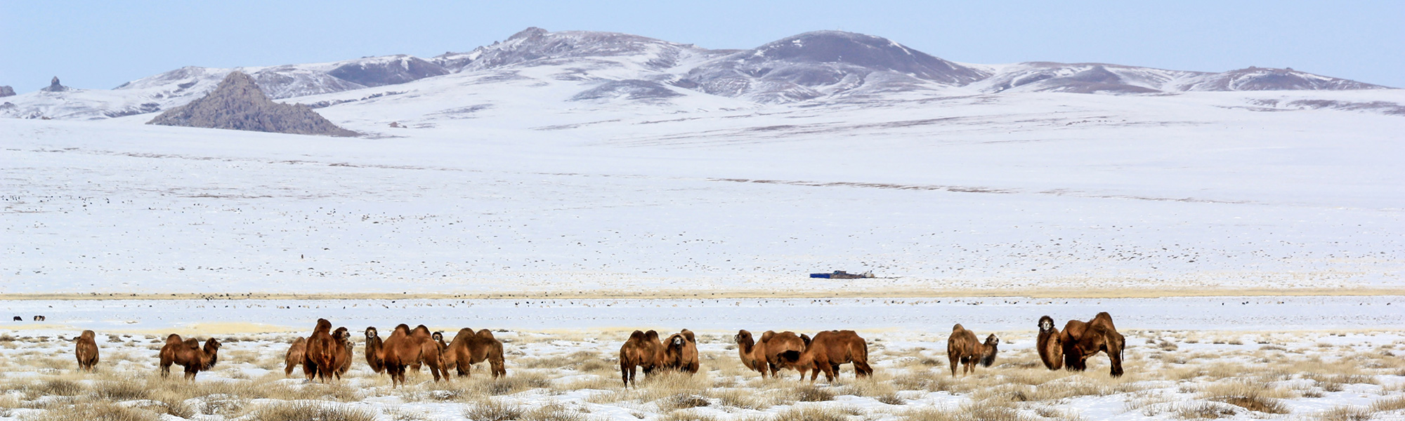 Traîneau à chiens Mongolie © Joël Rauzy