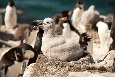 Gorfous sauteurs - Îles Malouines - Royaume-Uni