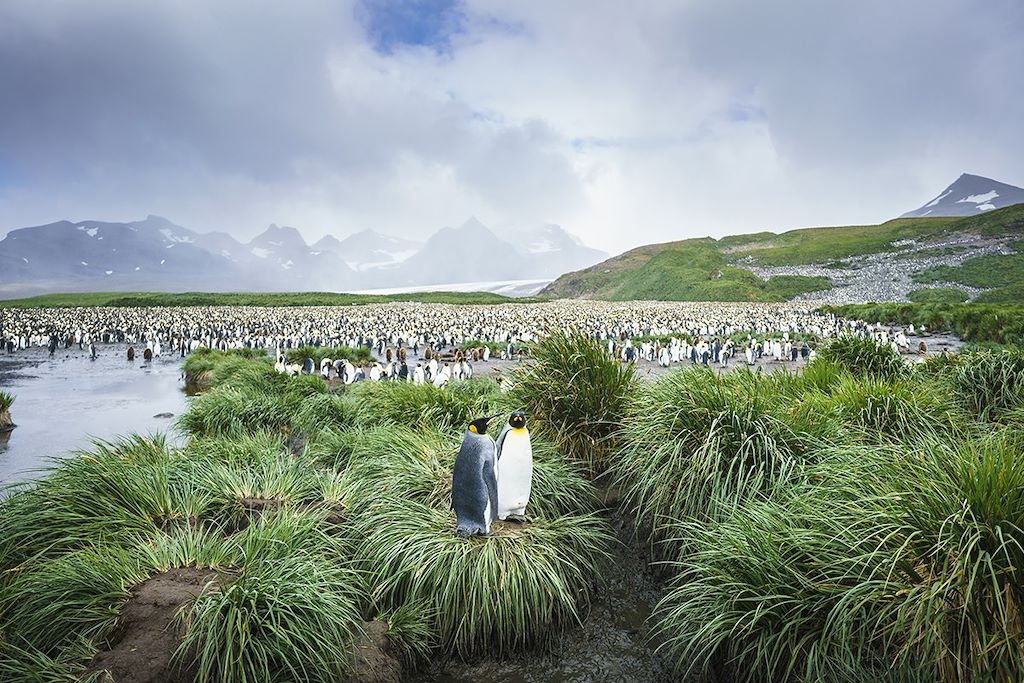 Voyage Expédition aux Iles Malouines et Géorgie du Sud