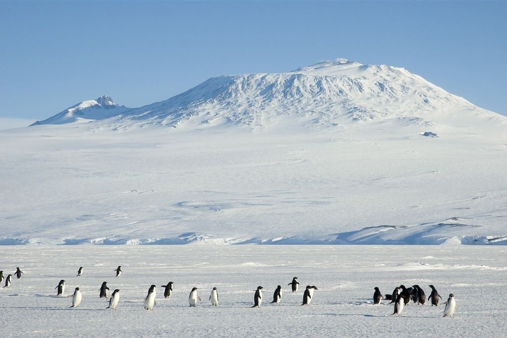 Manchots Adélie sur l île de Ross - Antarctique