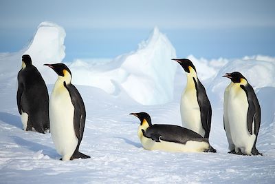 © Russ Hepburn / ALE - Manchot Empereur - Antarctique Manchot Empereur - Antarctique
