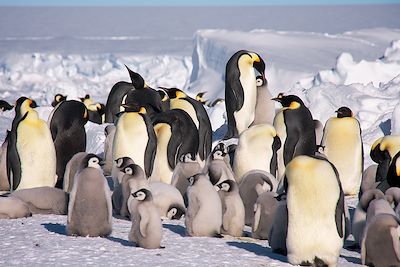 © Russ Hepburn / ALE - Manchot Empereur - Antarctique Manchot Empereur - Antarctique
