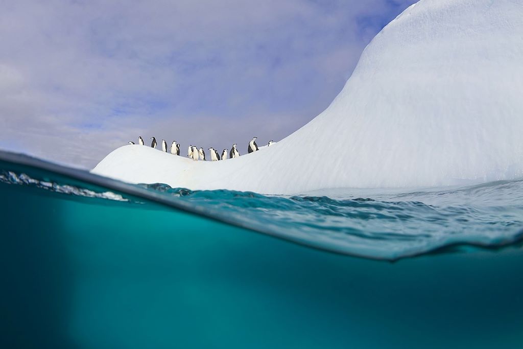 Manchots et baleines de la péninsule Antarctique