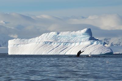 Voyage Au-delà du cercle polaire antarctique 3