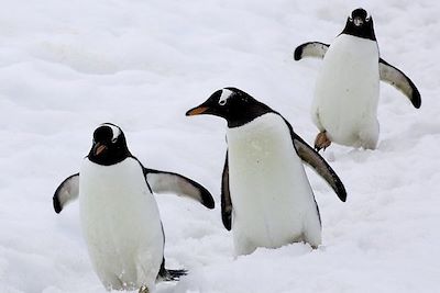 Voyage Antarctique Express : Survol du Drake 2