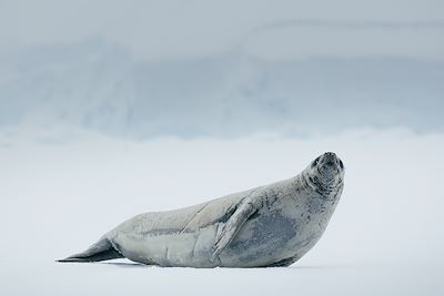 Phoque - Antarctique