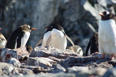 Manchot Adelie - Péninsule Antarctique