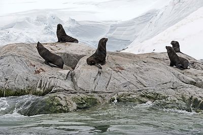 Otaries en terre de Graham - Antarctique