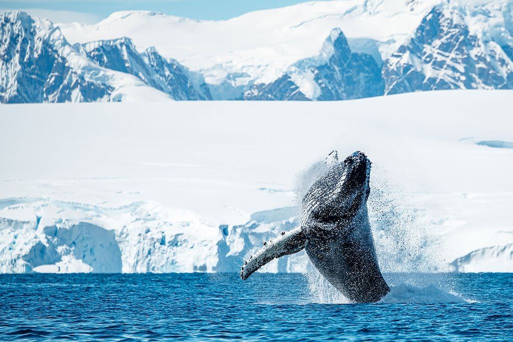Voyage Iles Malouines, Géorgie du Sud et Antarctique 3