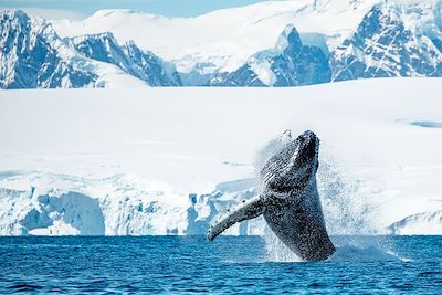 Baleine - Antarctique