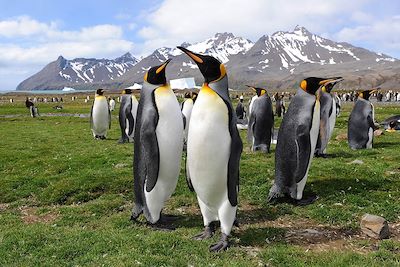 Voyage Iles Malouines, Géorgie du Sud et Antarctique 2