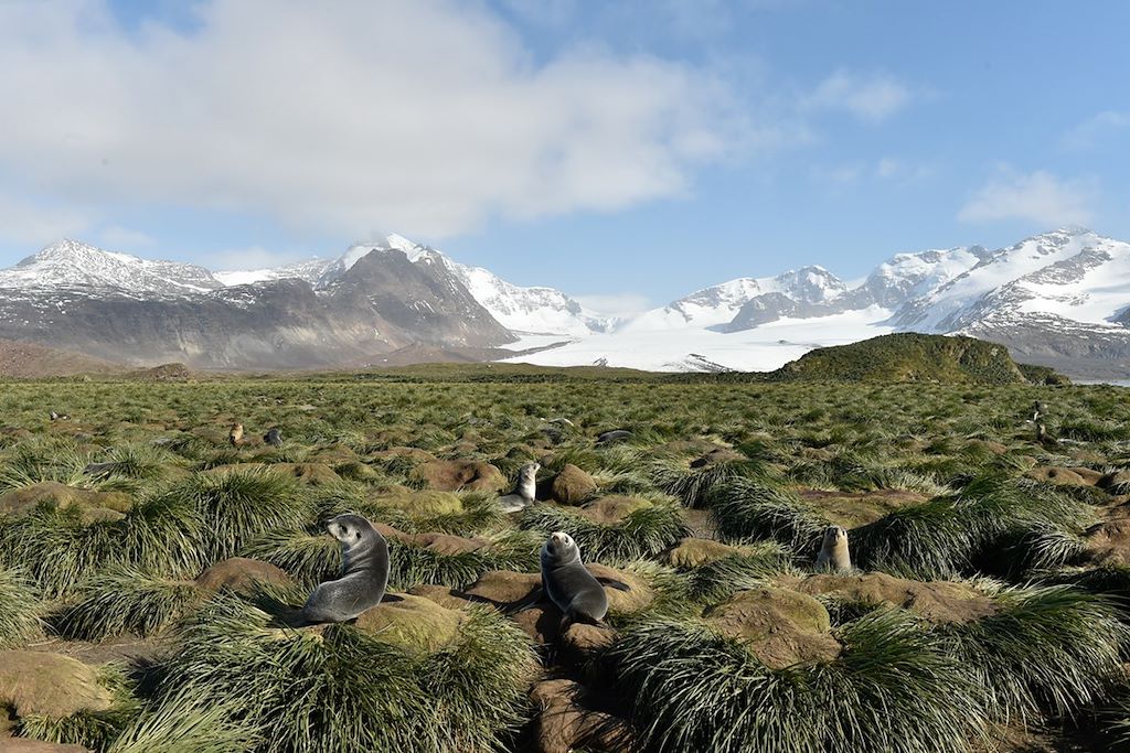 Voyage Iles Malouines, Géorgie du Sud et Antarctique 1