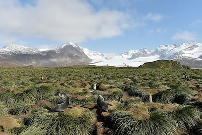 Voyage Iles Malouines, Géorgie du Sud et Antarctique 1
