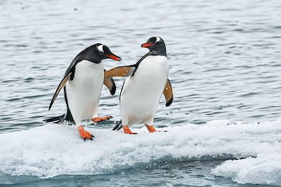 Voyage Antarctique