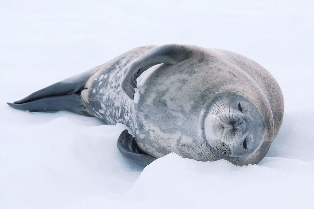 Voyage Découverte de la côte est de l'Antarctique 2