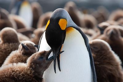 Antarctique