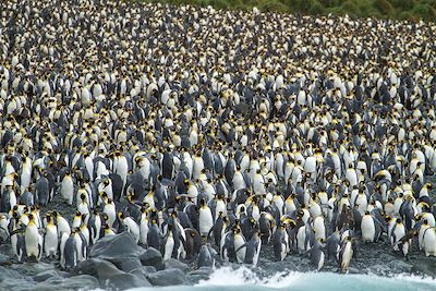 © Christine Arbousset - Manchots royaux - Antarctique Manchots royaux - Antarctique