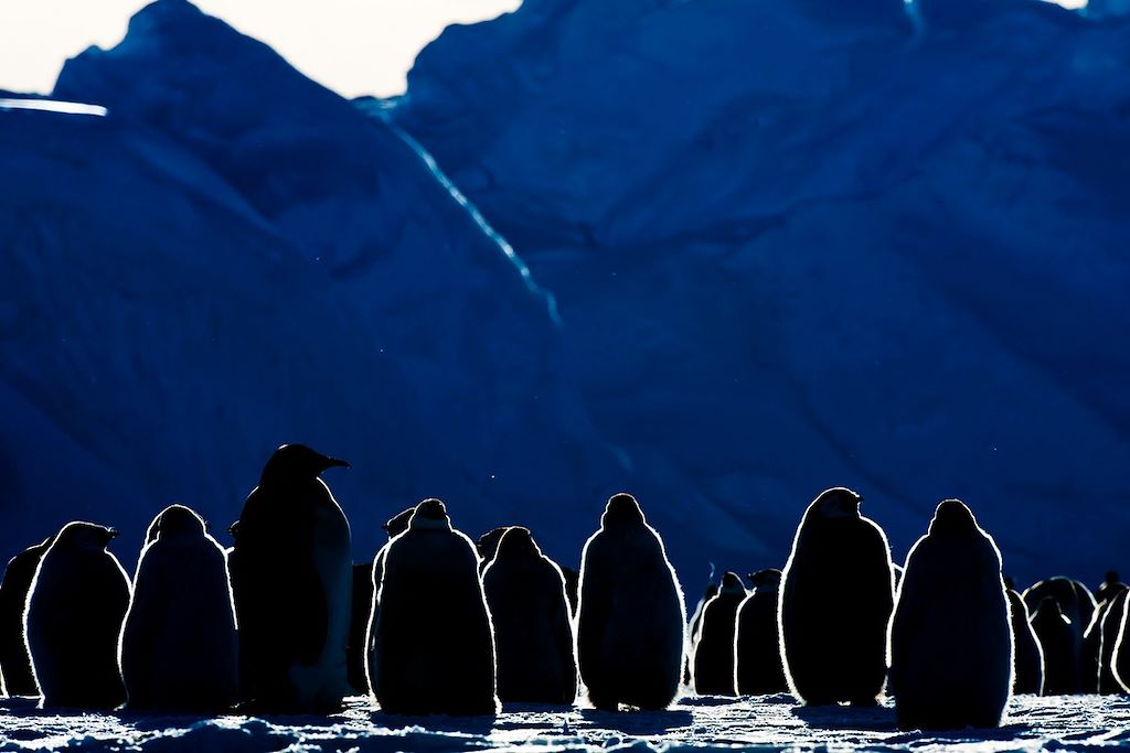 Manchots Empereurs - Terre de la Reine-Maud - Antarctique 