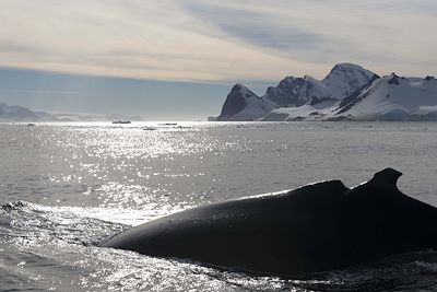 Baleine - Terre de Graham - Antarctique