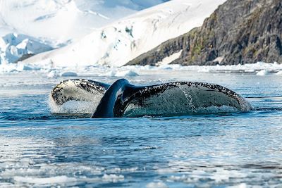 © Olivier Blaud / Studio PONANT - Baleine - Paradise Bay - Antarctique Baleine - Paradise Bay - Antarctique