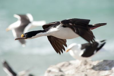 © OceanWide - Oiseau - Îles Malouines - Royaume-Uni Oiseau - Îles Malouines - Royaume-Uni