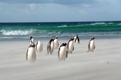 © OceanWide - Manchots papous - Îles Malouines - Royaume-Uni Manchots papous - Îles Malouines - Royaume-Uni