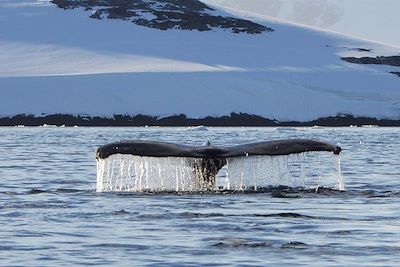 © Kristof Chemineau - Baleine à bosse - Antarctique Baleine à bosse - Antarctique