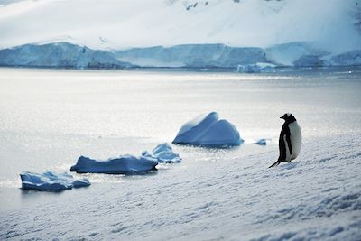 © Kristof Chemineau - Manchot Papou sur l'île Danco - Antarctique Manchot Papou sur l'île Danco - Antarctique