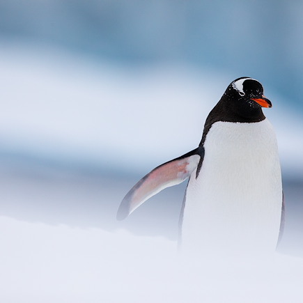 Navigation Antarctique Terre de Feu argentine