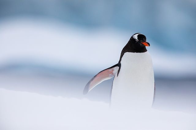 Voyage Faune et glaces de l'Antarctique en voilier