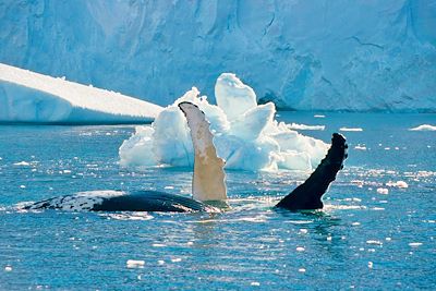 Baleine - Antarctique