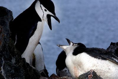 Manchots à jugulaire - Mer de Weddell - Antarctique 