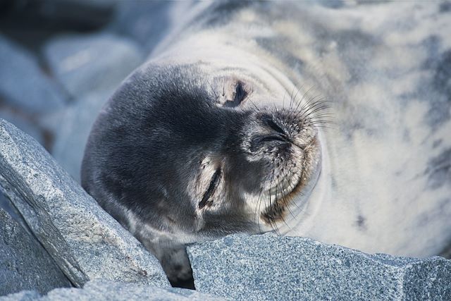 Observation animalière : Cercle polaire antarctique et plateforme Wilkins Voyage Cercle polaire antarctique et plateforme Wilkins