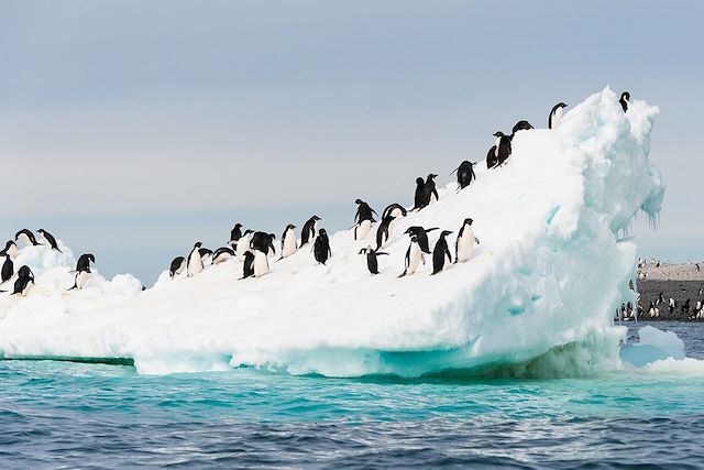 Observation animalière : Cercle polaire antarctique et plateforme Wilkins Voyage Cercle polaire antarctique et plateforme Wilkins