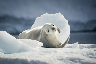 Phoque crabier - Paradise bay - Nord de la péninsule Antarctique