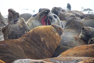 Livingston Island - Hannah Point - Antarctique