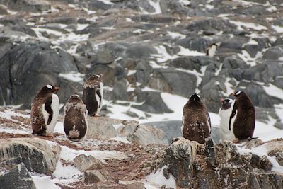 © Philippe Martin - Pointe Jouglas - Port Lockroy - Antarctique Pointe Jouglas - Port Lockroy - Antarctique