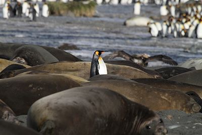 Navigation Antarctique