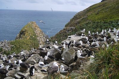 © Marie Foucard - Albatros - Iles Malouines Albatros - Iles Malouines