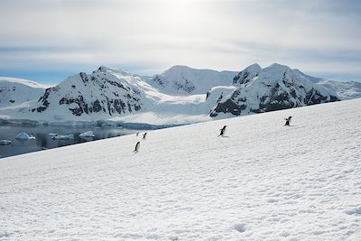 Manchots Papous sur l'île Danco - Antarctique