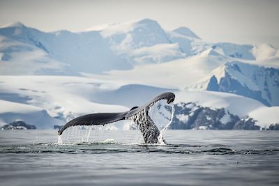 Baleine à bosse - Antarctique