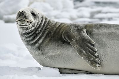 Phoque - Antarctique